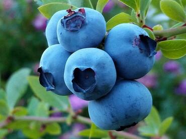 Голубика узколистная Нерль (Vaccinium angustifolium 'Nerl')