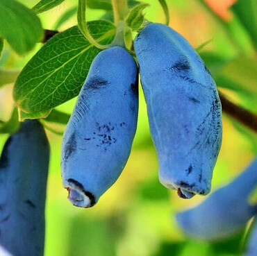 Жимолость съедобная Сибирячка (Lonicera caerulea 'Sibiryachka')