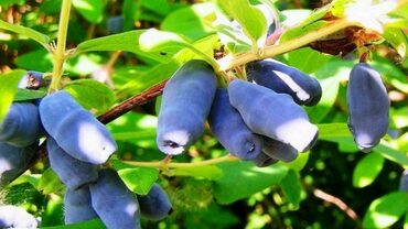 Жимолость съедобная Московская 23 (Lonicera caerulea 'Moskovskaya 23')