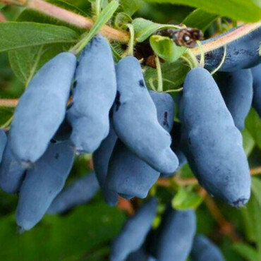 Жимолость съедобная Лебедушка (Lonicera caerulea 'Lebedushka')