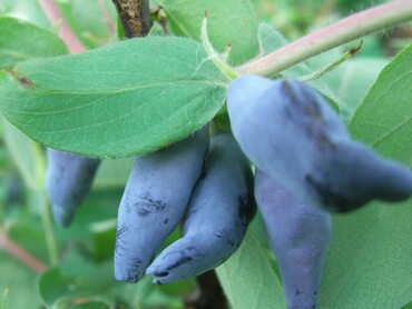Жимолость съедобная Камчадалка (Lonicera caerulea 'Kamchadalka')