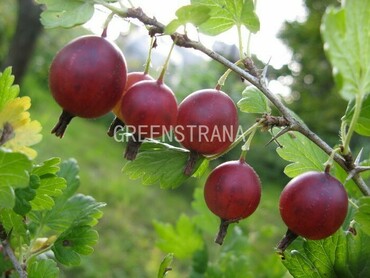 Крыжовник Орлёнок (Ribes uva-crispa 'Orlyonok')