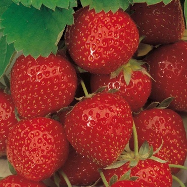 Земляника садовая Эльсанта (Fragaria x ananassa 'Elsanta')