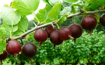 Крыжовник Сириус (Ribes uva-crispa 'Sirius')