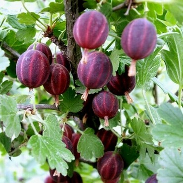 Крыжовник Сенатор (Ribes uva-crispa 'Senator')