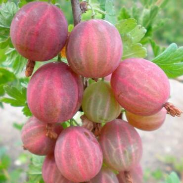 Крыжовник Розовый 2 (Ribes uva-crispa 'Rozovyy 2')