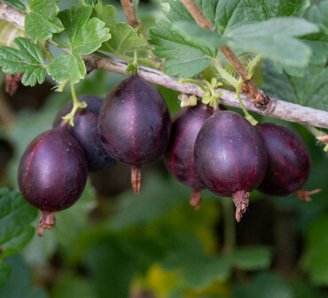 Крыжовник Арлекин (Ribes uva-crispa 'Arlekin')