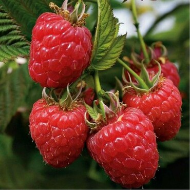 Малина ремонтантная Элегантная (Rubus idaeus 'Elegantnaya')