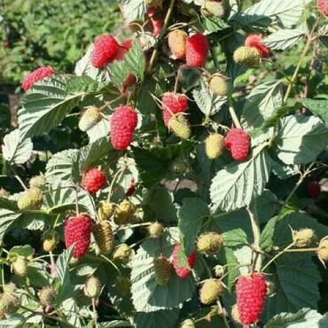 Малина ремонтантная Самохвал (Rubus idaeus 'Samokhval')