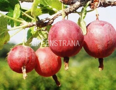 Крыжовник Колобок (Ribes uva-crispa 'Kolobok')