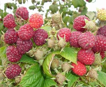 Малина ремонтантная Августина (Rubus idaeus 'Avgustina')