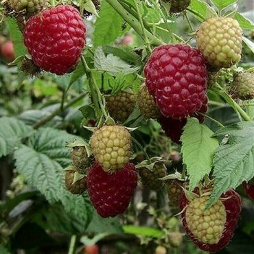 Малина обыкновенная Челябинская крупноплодная (Rubus idaeus 'Chelyabinskaya Krupnoplodnaya')