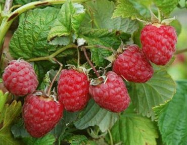 Малина обыкновенная Скромница (Rubus idaeus 'Skromnitsa')