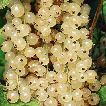 Смородина белая Уральская белая (Ribes album 'Uralskaya Belaya')