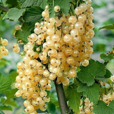 Смородина белая Кремовая (Ribes album 'Kremovaya')