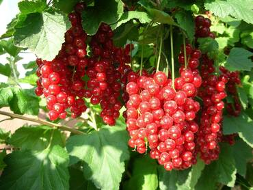 Смородина красная Уральские зори (Ribes rubrum 'Uralskie Zori')