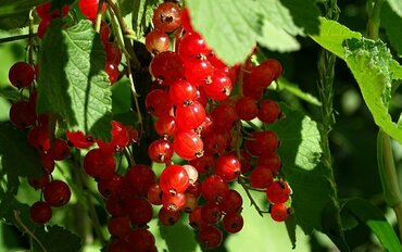 Смородина красная Ранняя сладкая (Ribes rubrum 'Rannyaya Sladkaya')