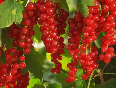 Смородина красная Памятная (Ribes rubrum 'Pamyatnaya')