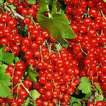 Смородина красная Мармеладница (Ribes rubrum 'Marmeladnitsa')