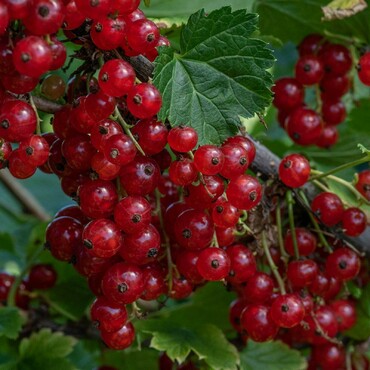 Смородина красная Виксне (Ribes rubrum 'Viksne')