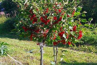 Смородина красная (Ribes rubrum) на штамбе