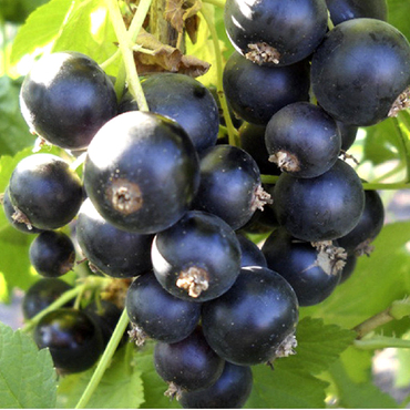 Смородина черная Пигмей (Ribes nigrum 'Pigmey')