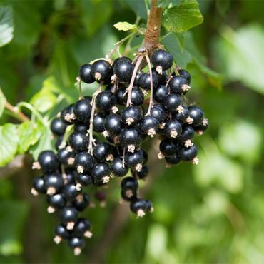 Смородина черная Орловский вальс (Ribes nigrum 'Orlovskiy Vals')