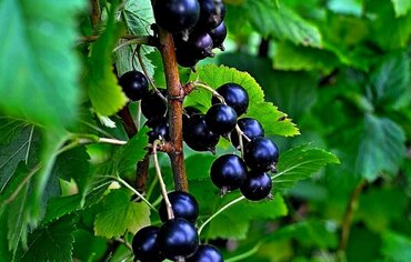 Смородина черная Гармония (Ribes nigrum 'Garmoniya')