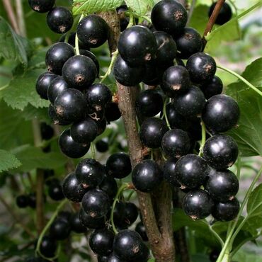 Смородина черная Бинар (Ribes nigrum 'Binar')
