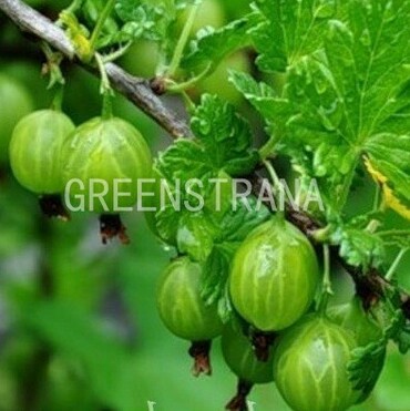 Крыжовник Уральский виноград (Ribes uva-crispa 'Uralsky Vinograd')