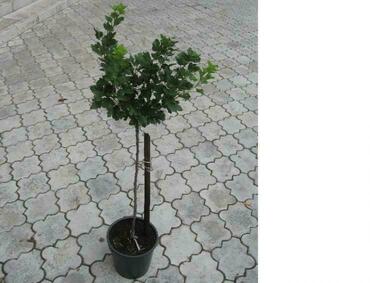 Смородина черная (Ribes nigrum) на штамбе