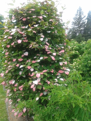 Актинидия аргута (Actinidia arguta) на опоре