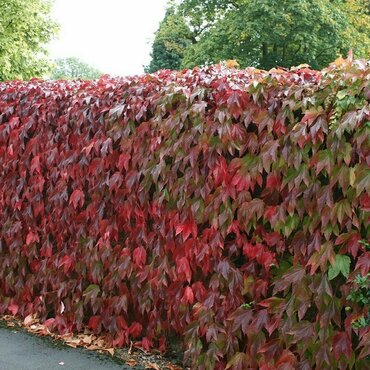 Виноград девичий Редволл (Parthenocissus quinquefolia 'Redwall') на опоре