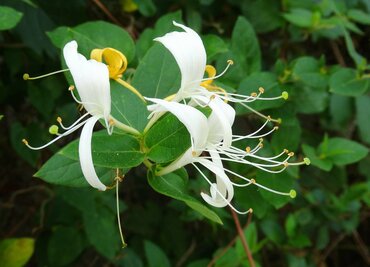 Жимолость каприфоль белая (Lonicera caprifolium 'Alba')