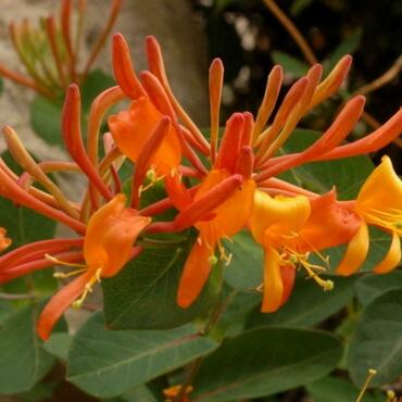 Жимолость каприфоль оранжевая (Lonicera caprifolium 'Orange')