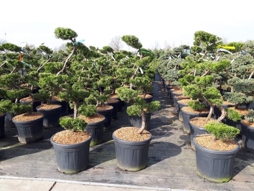 Можжевельник китайский Кайзука (Juniperus chinensis 'Kaizuka') Бонсай