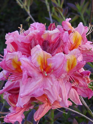 Азалия гибридная Берри роуз (Rhododendron 'Berry Rose')