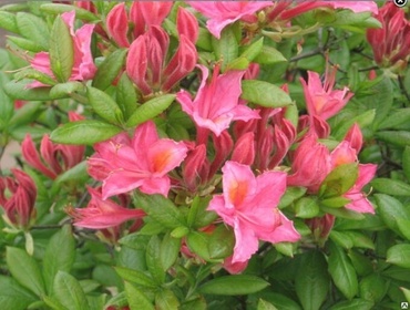 Азалия гибридная Вискоза (Rhododendron 'Viscosa')