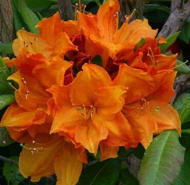 Азалия гибридная Глоувин Эмберс (Rhododendron 'Glowing Embers')