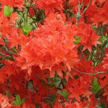 Азалия гибридная Костерс Бриллиант (Rhododendron 'Koster\'s Brilliant')