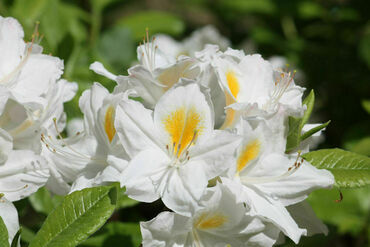 Азалия гибридная Персил (Rhododendron 'Persil')