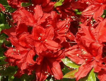 Азалия гибридная Румба (Rhododendron 'Rumba')