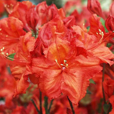 Азалия гибридная Сан стар (Rhododendron 'Sun Star')