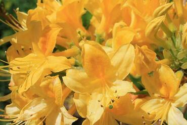 Азалия гибридная Харвест Мун (Rhododendron 'Harvest Moon')