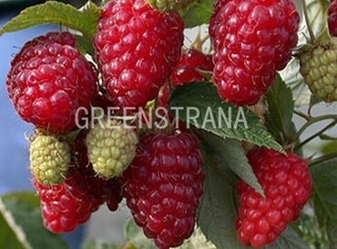 Малина Гордость России (Rubus idaeus 'Gordost Rossii')