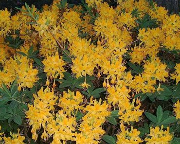 Азалия понтийская (Rhododendron luteum)