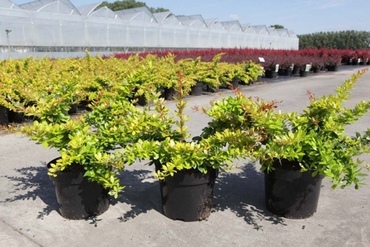 Барбарис средний Дуал Джевел (Berberis x media 'Dual Jewel')