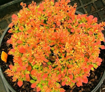 Барбарис Тунберга Лемон Руби (Berberis thunbergii 'Lemon Ruby')