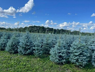 Ель колючая Блю Диаманд (Picea pungens 'Blue Diamond')
