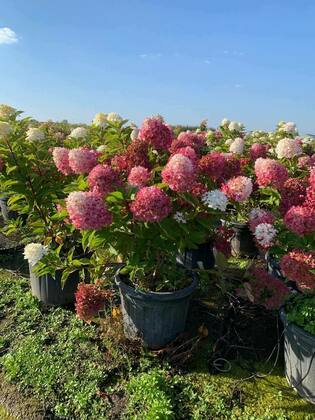 Гортензия метельчатая Распберри Пинк (Hydrangea paniculata 'Raspberry Pink')